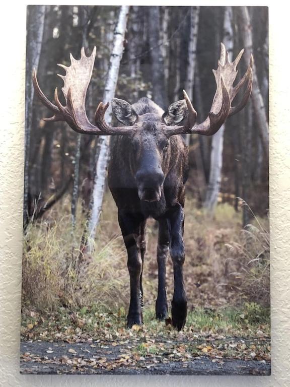The Moose Crossing